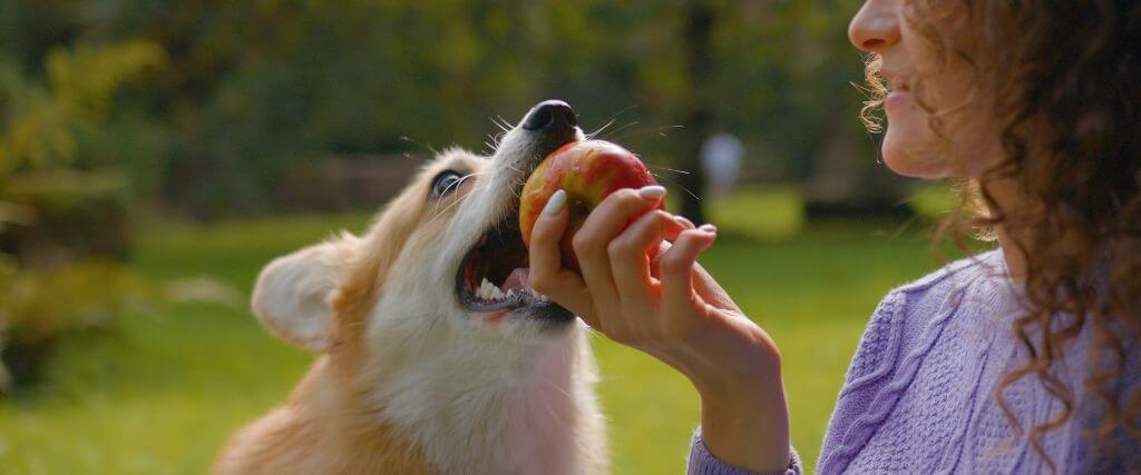 Can My Dog Eat That?