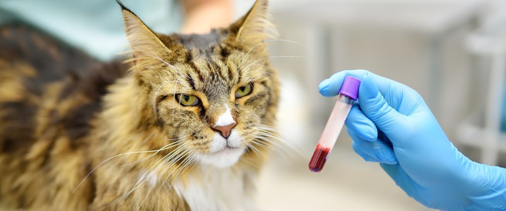 Feline Baselines & Blood Work