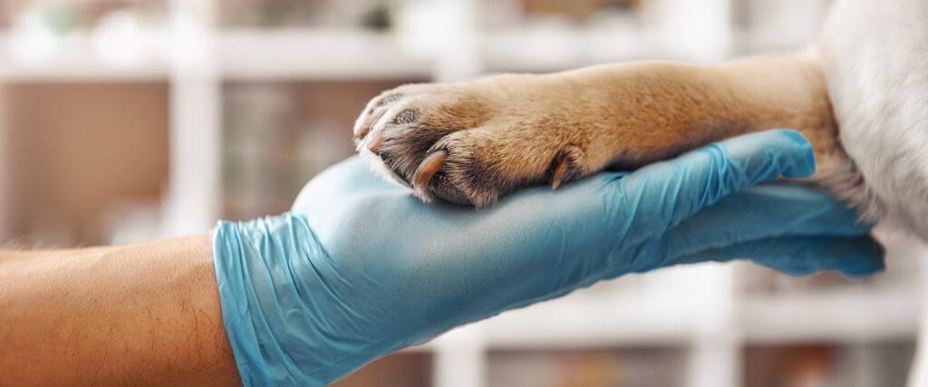 Maximizing Canine Health