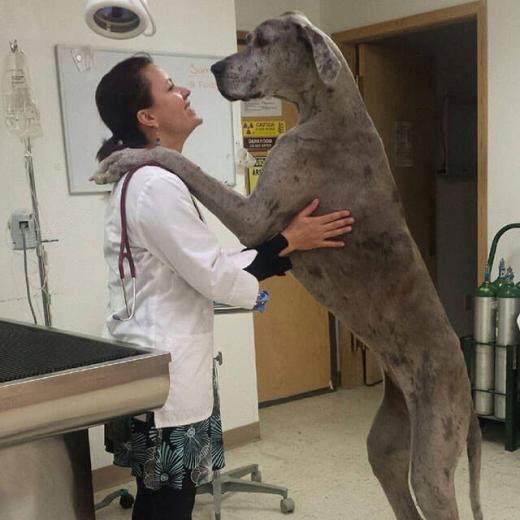 Dr. Sarah Apodaca