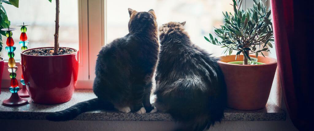 Why Indoor Cats Need Vaccines and Preventative Care, Too!